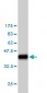 SH3BGRL Antibody (monoclonal) (M01)